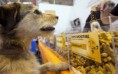 FEIRA DE PET SHOPS TEM ATÉ CERVEJA CANINA NA ALEMANHA
